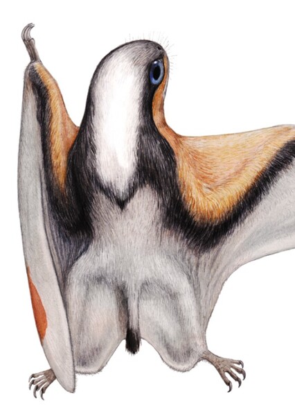 Dendrorhynchoides