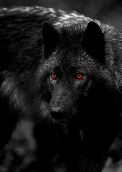 Derek Hale photo
