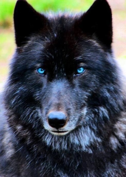 Derek Hale photo