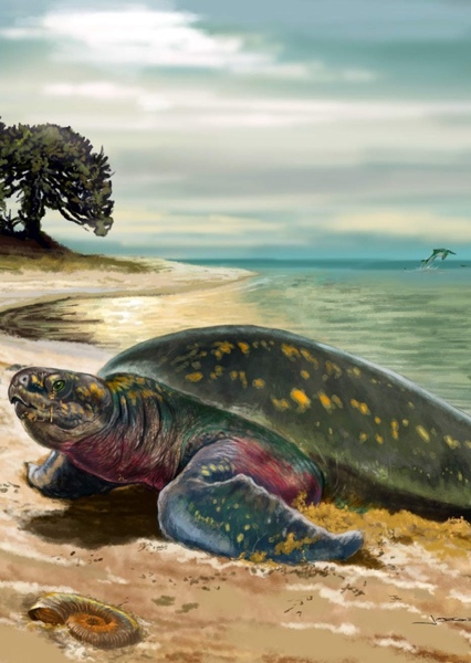 Desmatochelys