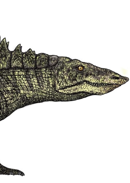 Desmatosuchus photo