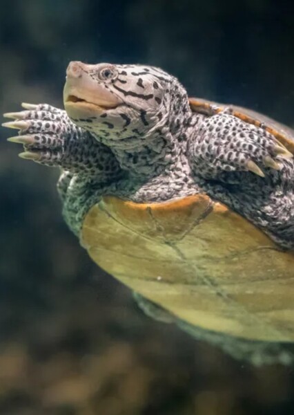 Diamondback Terrapin