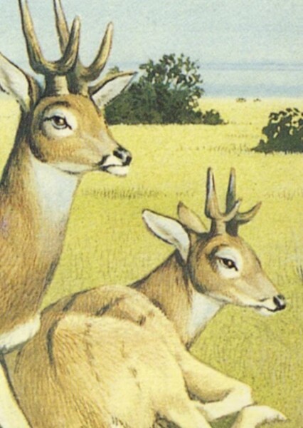 Dicrocerus
