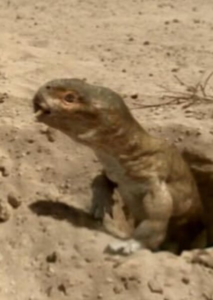 Diictodon (Walking with Monsters)