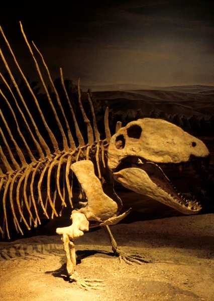 Dimetrodon photo