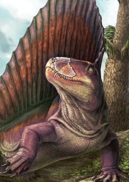 Dimetrodon photo