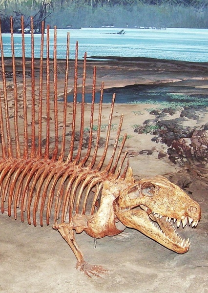 Dimetrodon photo