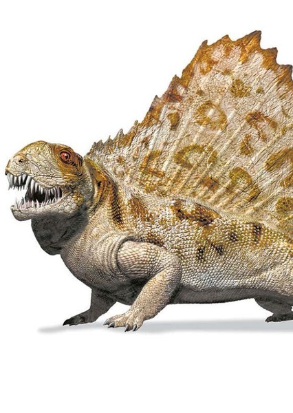 Dimetrodon photo