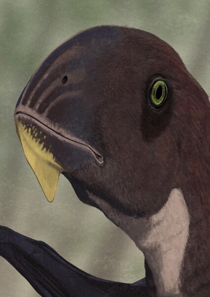 Dimorphodon photo