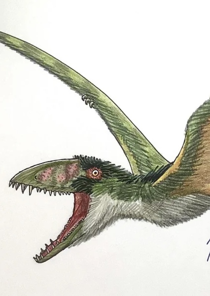 Dimorphodon photo