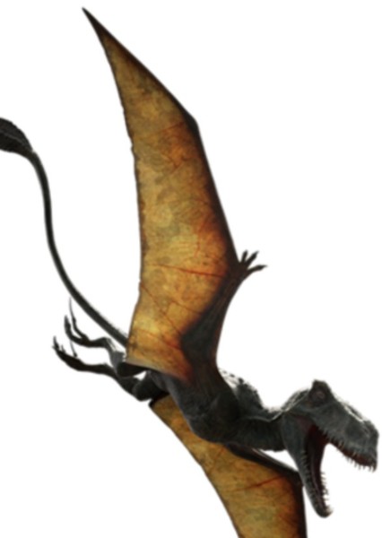 Dimorphodon photo