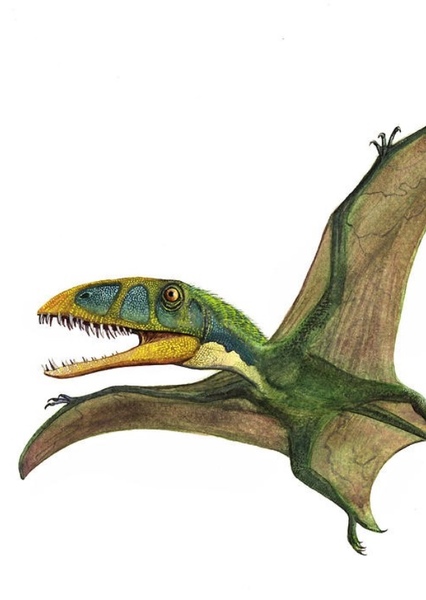 Dimorphodon photo