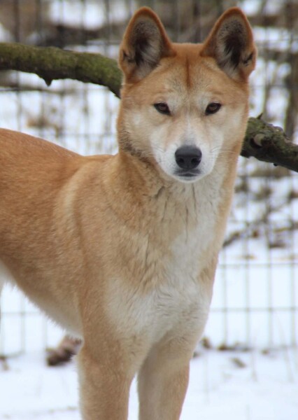 Dingo photo