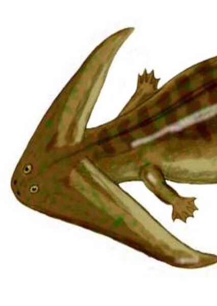 Diplocaulus photo
