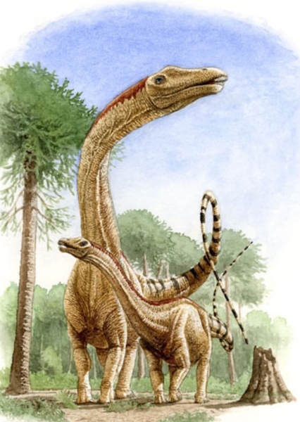 Diplodocus photo