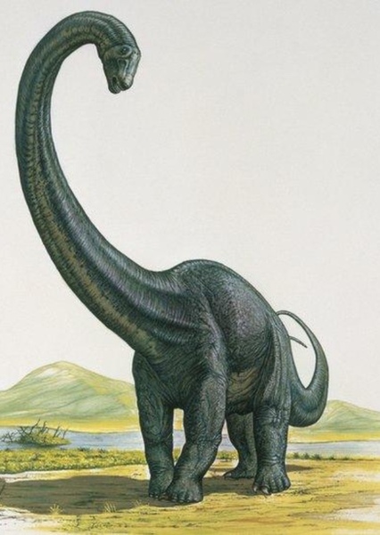 Diplodocus photo