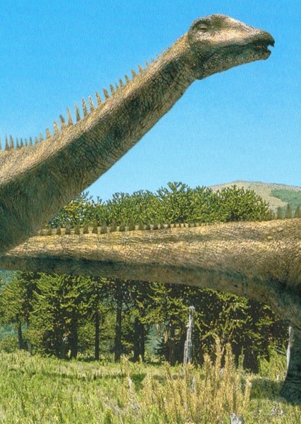 Diplodocus photo