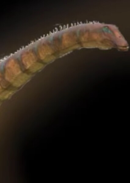 Diplodocus (Dino Dana)