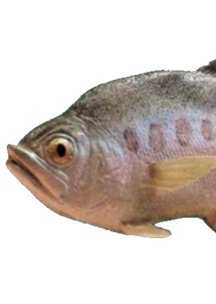 Diplomystus