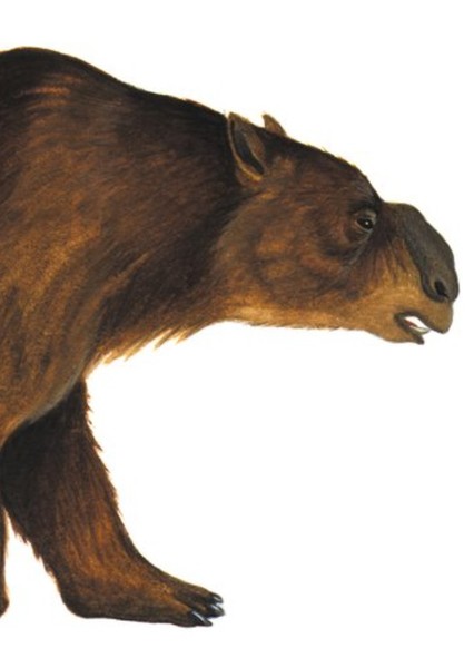 Diprotodon photo