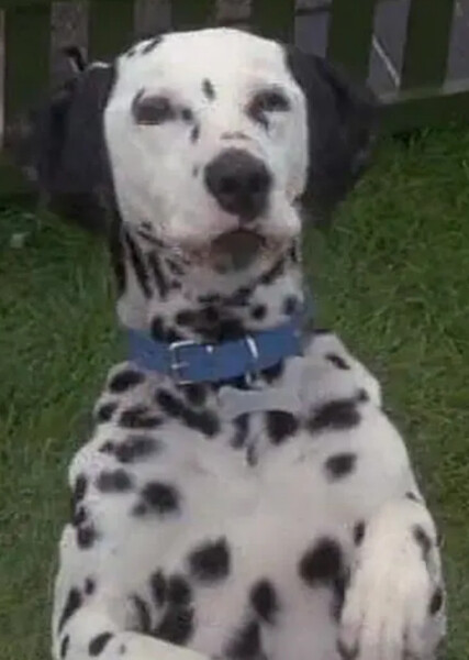 Dipstick (101 Dalmatians) photo