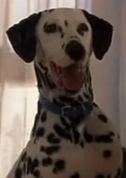 Dipstick (101 Dalmatians) photo