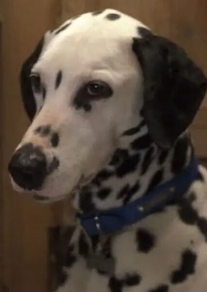 Dipstick (101 Dalmatians) photo