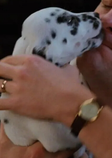 Dipstick (101 Dalmatians) photo