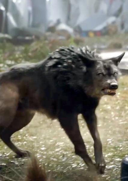 Dire Wolf photo