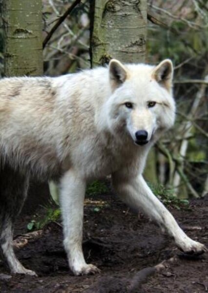 Dire Wolf photo
