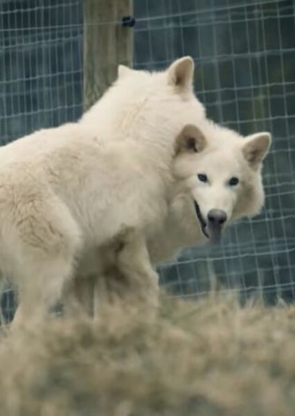 Dire Wolf photo