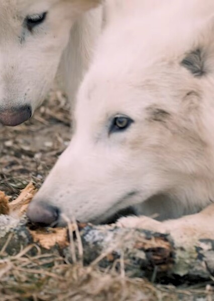 Dire Wolf photo