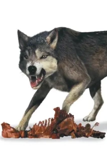 Dire Wolf photo