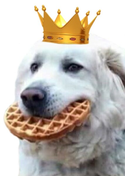 DirectDoggo