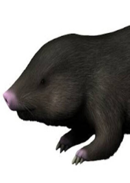 Docofossor