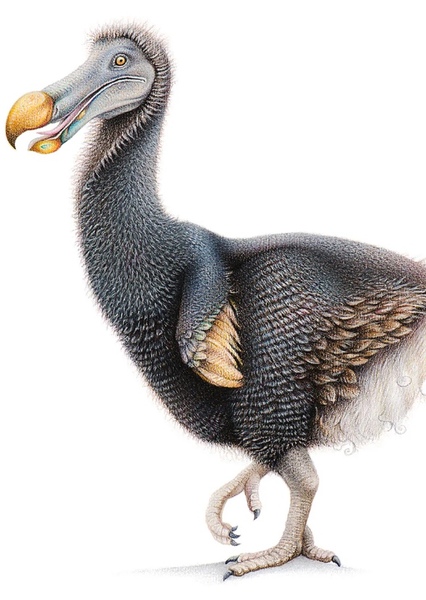 Dodo Bird photo