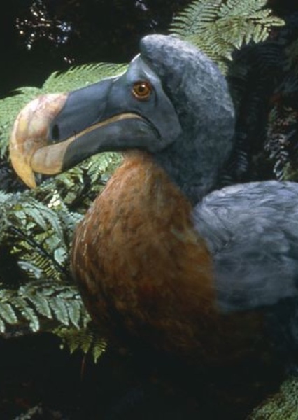 Dodo Bird photo