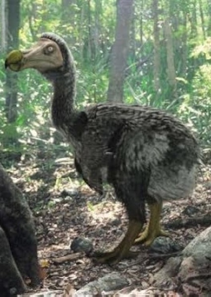 Dodo Bird photo
