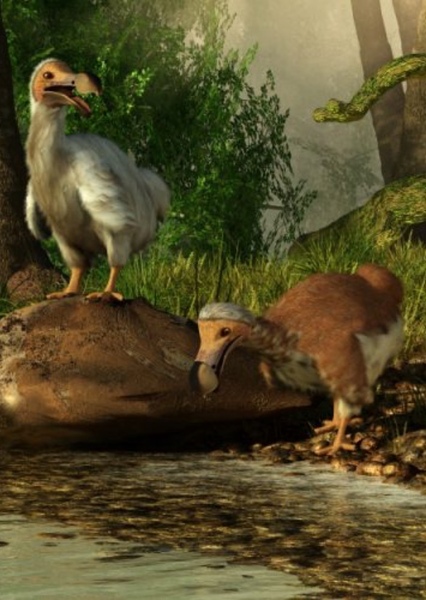 Dodo Bird photo