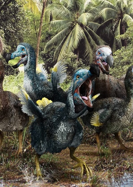 Dodo Bird photo