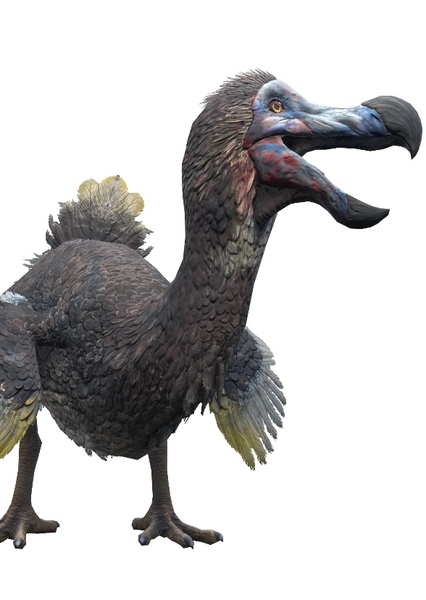 Dodo Bird photo