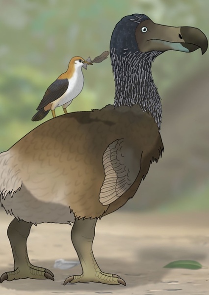 Dodo Bird photo