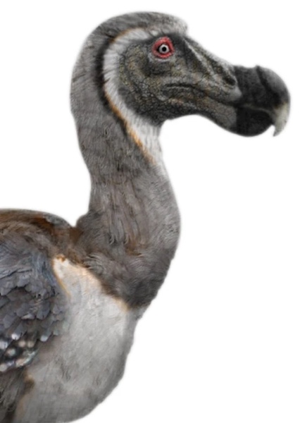 Dodo Bird