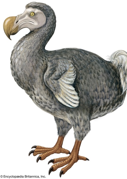 Dodo Bird photo