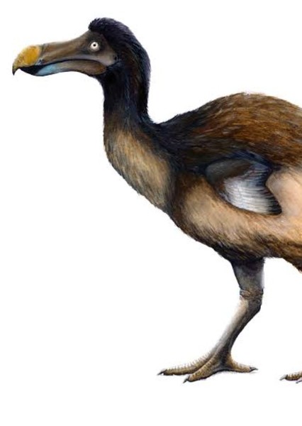 Dodo Bird