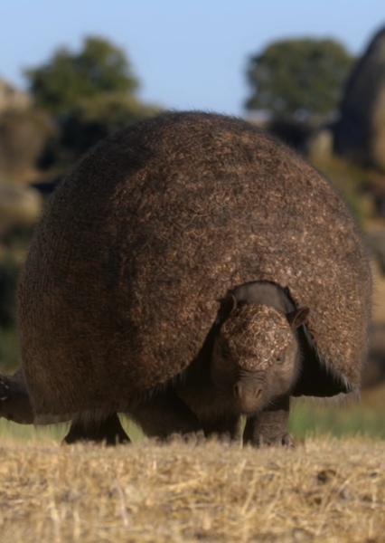 Doedicurus photo