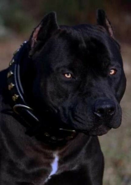 Dog photo