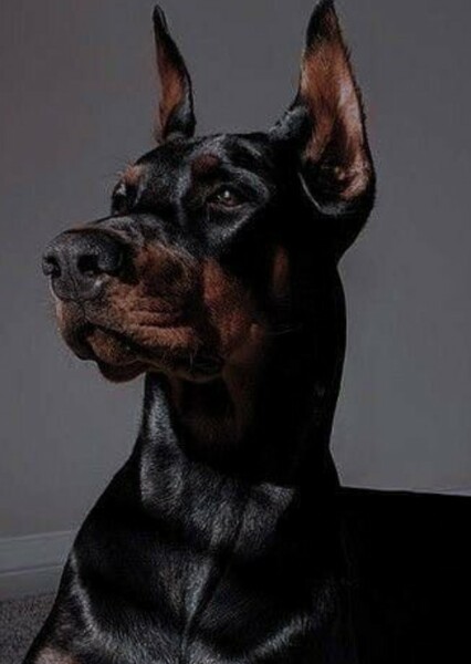 Dog photo