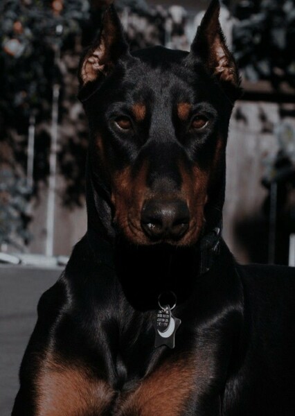 Dog photo