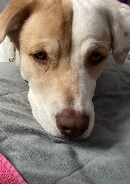 Dog photo